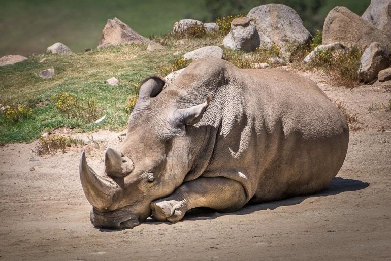 Northern White Rhino Death